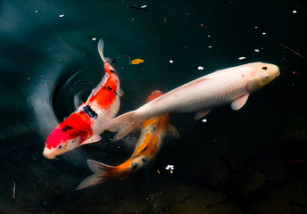 Beautiful Calf Fishes swimming in a Lake