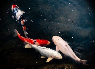 Beautiful Calf Fishes swimming in a Lake