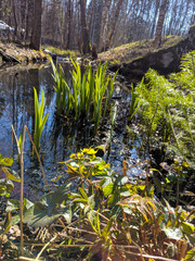 Marsh marigold. The leaves of a young reed appeared.