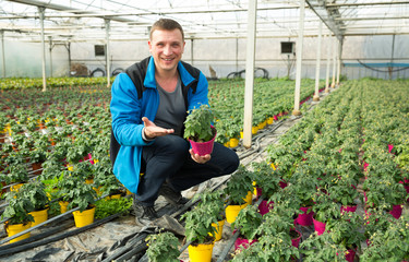 Farmer checking tomato seedlings