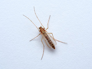 A non biting midge female. Chironomus plumosus