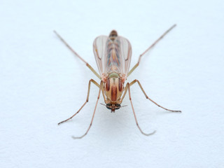 A non biting midge female. Chironomus plumosus