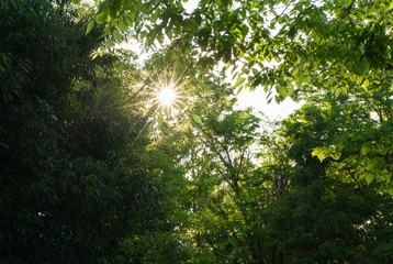木漏れ日