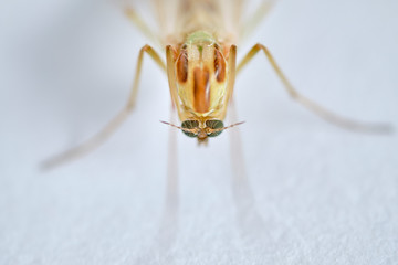A non biting midge female. Chironomus plumosus
