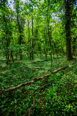 Fototapeta na wymiar green spring forest 