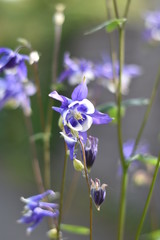 Blühende Akelei (Aquilegia)