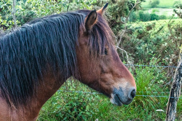 Paseo entre caballo en el monte Aritzmendi Hernani