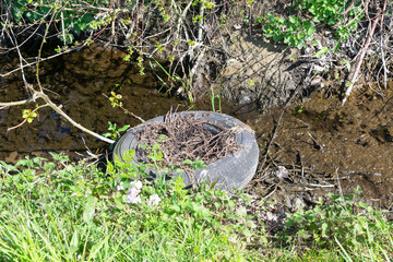 A car tire that people have left somewhere in a stream by the side of the road