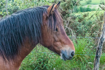 Paseo entre caballo en el monte Aritzmendi Hernani