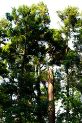Fototapeta premium Tree