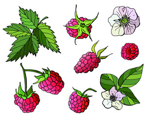 Set of raspberries on a white isolated background. Berries, flowers and raspberry leaves.
