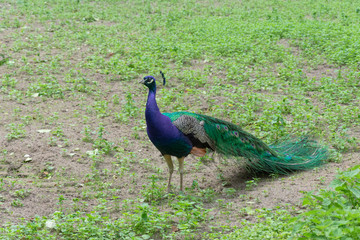 Fototapeta premium A peacock in full profile in a green meadow