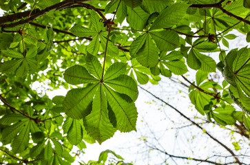 Abstract image of green chestnut leaves in rays of sunlight. Aesculus hippocastanum leaf at spring.Selective focus, blurred background