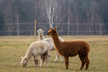 The alpaca (Vicugna pacos) is a species of South American camelid descended from the vicuña. © Hervé Marcilloux
