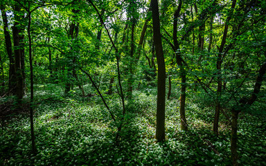 Fototapeta na wymiar green spring forest