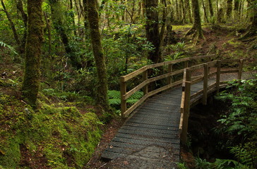 Coal Creek Falls Walk near Runanga on West Coast on South Island of New Zealand
