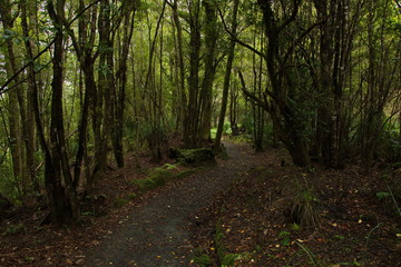 Obraz premium Coal Creek Falls Walk near Runanga on West Coast on South Island of New Zealand 