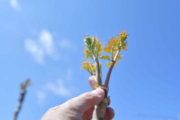 自然食品・山菜採り