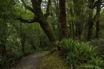 Coal Creek Falls Walk near Runanga on West Coast on South Island of New Zealand
