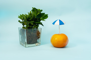 Small green plant, umbrella, orange on blue background