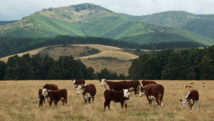 Fototapeta na wymiar Cattle in Tasman Region on South Island of New Zealand 