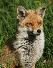 A head shot of a beautiful wild female Red Fox, Vulpes vulpes, sitting in a field in spring.