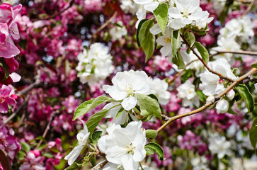 Beautiful white and pink apple blossom.Flowering apple tree.Fresh spring background on nature outdoors.Soft focus image of blossoming flowers in spring time