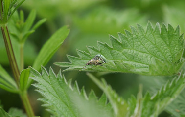 A mating pair of pretty Green Leaf Weevil,  Phyllobius maculicornis, perching on a stinging nettle leaf in springtime.