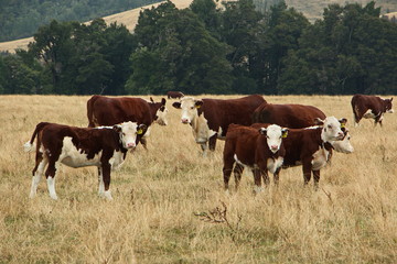 Fototapeta na wymiar Cattle in Tasman Region on South Island of New Zealand 