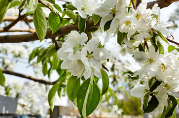 Beautiful white apple blossom.Flowering apple tree.Fresh spring background on nature outdoors.Soft focus image of blossoming flowers in spring time