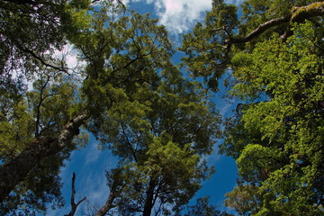 Treetops on Honeydew Walk at Lake Rotoiti in Tasman Region on South Island of New Zealand 
