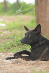 portrait of a black dog