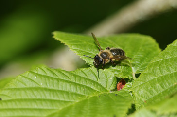 A bee perching on a leaf in spring in the UK. 