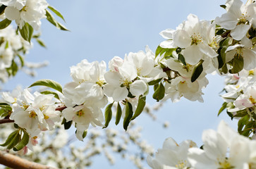 Obraz premium Beautiful white apple blossom.Flowering apple tree.Fresh spring background on nature outdoors.Soft focus image of blossoming flowers in spring time