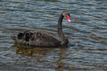Black swan on Lake Rotoiti in Tasman Region on South Island of New Zealand 
