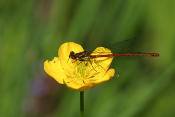 A pretty Large Red Damselfly, Pyrrhosoma nymphula, perching on a Buttercup flower.  