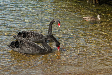Fototapeta premium Black swans on Lake Rotoiti in Tasman Region on South Island of New Zealand 