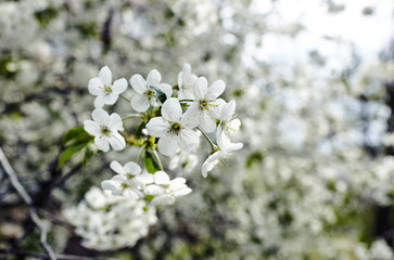 Beautiful white cherry blossom.Flowering cherry tree.Fresh spring background on nature outdoors.Soft focus image of blossoming flowers in spring time