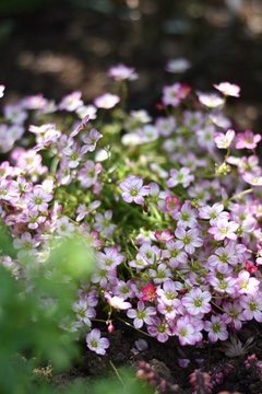 Bl&uuml;hender Moos-Steinbrech (Saxifraga x arendsii)