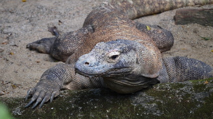 コモドドラゴン