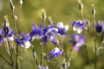 Blühende Akelei (Aquilegia)