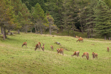 A group of young deers in a green alpine pasture;