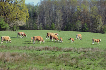Fototapeta premium Brown cattle grazing in a field in spring