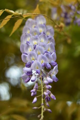 Blühender Blauregen (Wisteria)