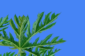 feuille de papayer sur fond de ciel bleu 