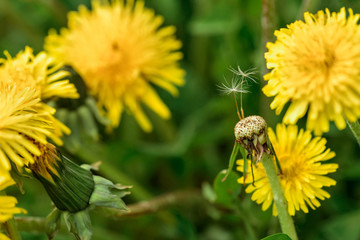 Dandelion with lonely two seed on blurred grass bokeh background. Spring card. Close up.Young spring fresh greens. green yellow background