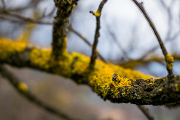 Moss on tree branch.