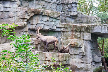 Two alpine ibexes traverse rocky terrain in Amsterdam, showcasing their impressive curved horns and robust bodies against a natural backdrop.