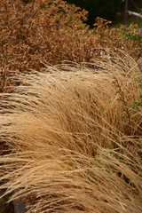 untended garden in spring with dry long grass