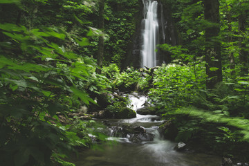 奥入瀬渓流の初夏